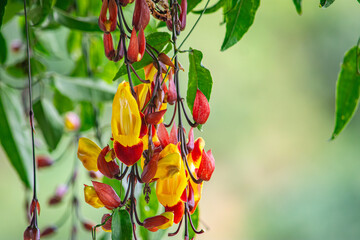Vibrant tropical flowers with yellow and red hues captured in Popayán, Cauca, Colombia, showcasing the region's natural beauty.