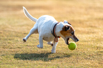 Dog chasing ball