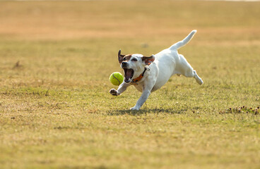 Dog chasing tennis ball