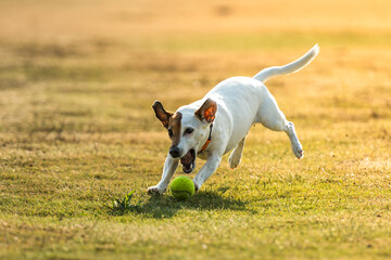 Dog trying to catch tennis ball