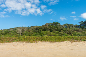 Restinga forest at Armação beach - Florianopolis island, Brazil