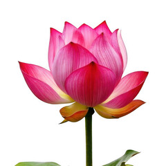 Fototapeta premium Lotus with stem, isolated on white and transparent background