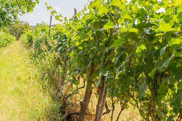 vineyards on a bright sunny day
