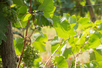 vineyards on a bright sunny day

