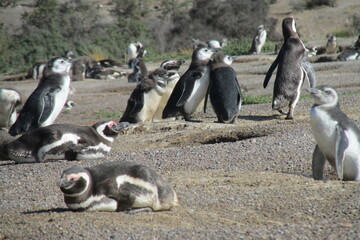 Fototapeta premium Magellanic penguin colony on the Atlantic coast of Argentina. Penguins living on the ground outside the Antarctic in a small burrows on a coastal hill on a sunny day. Magellan penguin colony