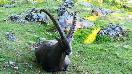 Steinbock im Tierpark 
