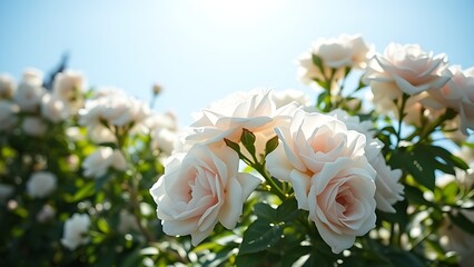 White bush roses blooming under a clear blue sky, bathed in warm sunlight with soft focus background.
