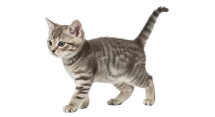 Isolated Grey Kitten Walking