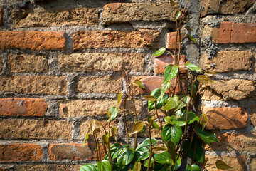 Sirih Merah (Piper ornatum) plant with red aged bricks wall background