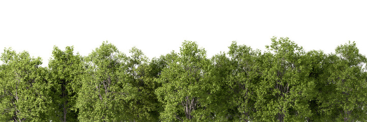 Naturally evergreen trees woods row on transparent backgrounds 3d illustrations png