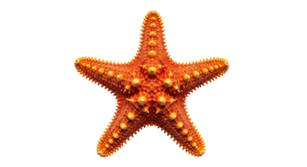 Isolated Orange Starfish