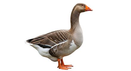 Isolated Grey Goose