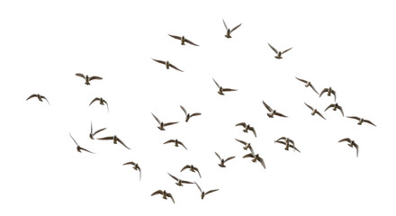 Isolated Group of Seagulls in Flight