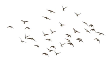 Isolated Group of Seagulls in Flight