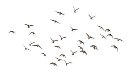 Selbstklebende Fototapeten Vogel Isolated Group of Seagulls in Flight  © Sergiu