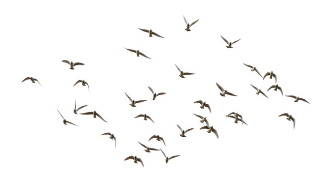 Isolated Group of Seagulls in Flight