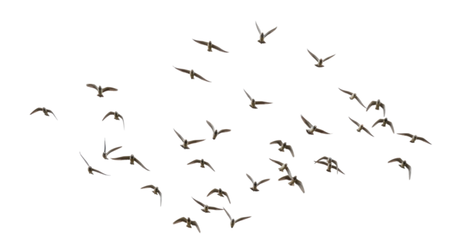 Isolated Group of Seagulls in Flight
