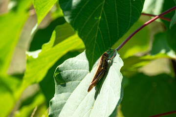 葉にとまるバッタ