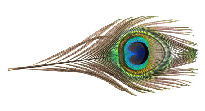 Isolated peacock feather, colorful feather