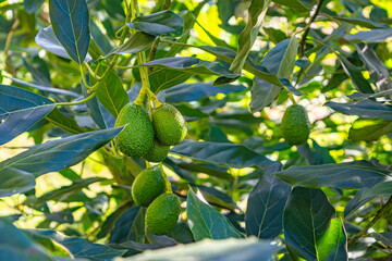 A vibrant avocado tree showcasing clusters of green avocados surrounded by lush leaves in Popayán,...