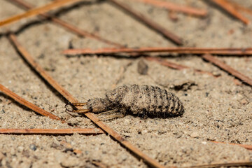 A close up of an Antlion Larva