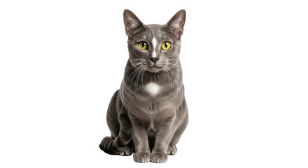 Isolated russian blue cat, elegant pet
