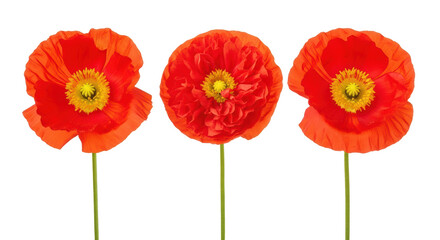 Isolated Flowers, red poppy