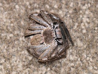 Leishmann's Huntsman Spider (Isopeda leishmanni) feigning death inside house, South Australia