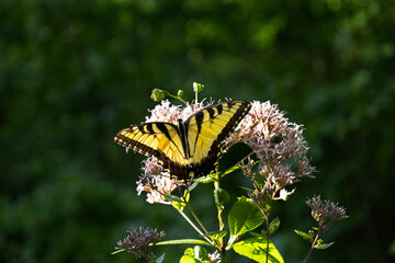 Close-up of vibrant butterfly in natural forest environment