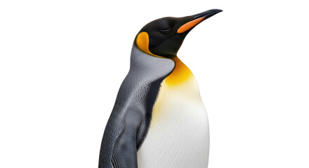 Isolated penguin, flightless bird