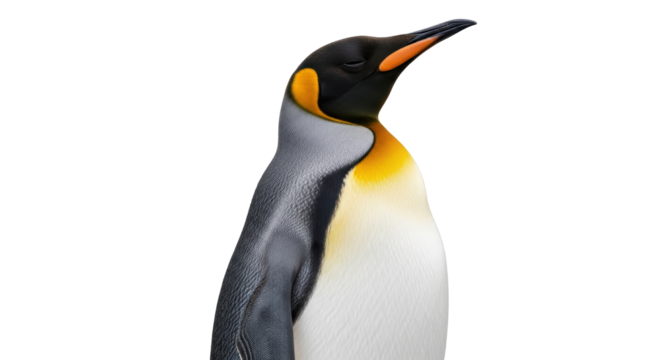 Isolated penguin, flightless bird