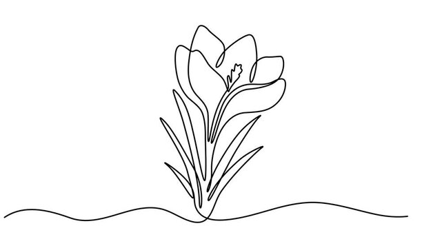 Spring crocus flower continuous one line drawing animation, Crocus Flower Single Line Drawing with Swirl, Editable Stroke and Color Elements