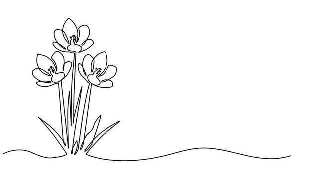 Spring crocus flower continuous one line drawing animation, Crocus Flower Single Line Drawing with Swirl, Editable Stroke and Color Elements