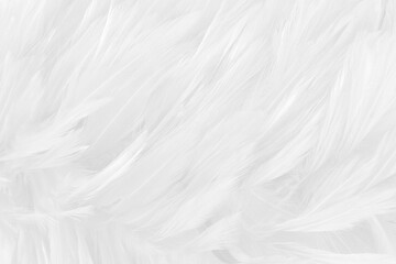 White grey color bird feather pattern texture for background and design.