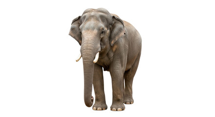 Fototapeta premium Isolated Elephant Walking