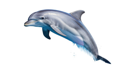 Isolated Dolphin