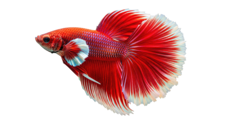 Isolated Betta Fish