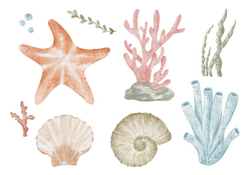 Underwater hand-drawn watercolor clipart set with starfish, seahells, colar and plants isolated on transparent background