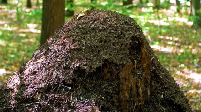 Large anthill in the forest. Forest ants. Large brown anthill in the forest in summer. Home for ants in their natural habitat.  The ant colony is preparing for winter. The concept of insect life.