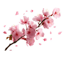 Fototapeta premium Cherry blossom branch with scattered petals, Japanese minimal style, isolated on a transparent background, PNG