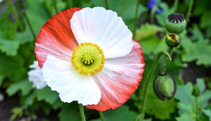 A vibrant poppy flower displays a captivating blend of white and red petals, showcasing a beautiful color transition.