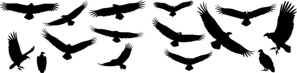 Obraz premium vector set of VULTURE SILHOUETTE ON WHITE BACKGROUND 