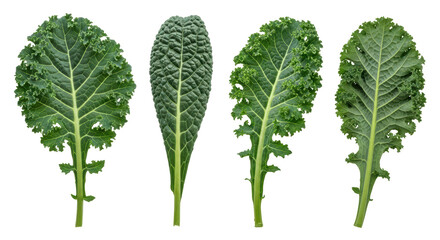 Isolated Kale Leaves