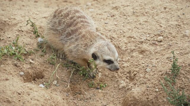 Meerkat feeds on fruits from grassy plant on sand. Life of striped animal in wild and search for food. Nutrition of predatory mammals of mongoose family on plant components.