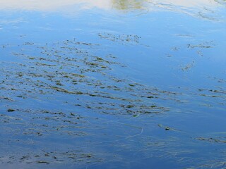 a river surface with some water plants flowing in the stream in summer