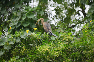 Obraz premium An Oriental Darter perches amidst vibrant green foliage and yellow flowers, its sleek dark body, long S-shaped neck, and pointed bill creating a striking silhouette against the lush natural backdrop.