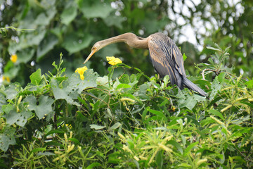 An Oriental Darter perches amidst vibrant green foliage and yellow flowers, its sleek dark body, long S-shaped neck, and pointed bill creating a striking silhouette against the lush natural backdrop.