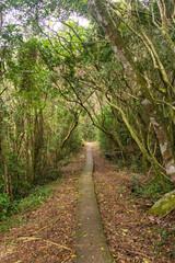 Paved hiking path to Praia do Saquinho in Florianopolis island, Brazil
