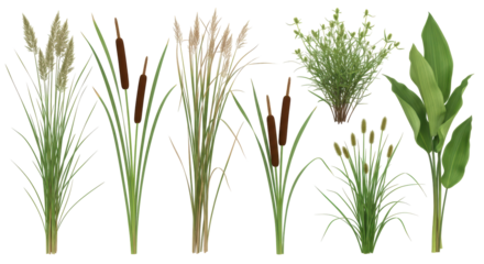 Isolated Reed Plants
