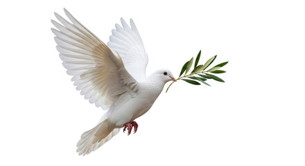 Isolated Dove Carrying Olive Branch